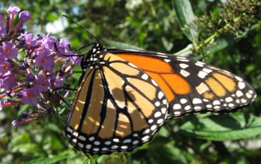 PHOTO: The monarch butterfly is one of the species seen in Arkansas this time of year listed in a new report about plants and animals experiencing dramatic population declines. Photo credit: National Park Service