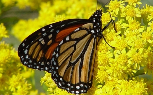 PHOTO: The monarch butterfly is one of the species seen in Maryland this time of year that are listed in a new report about plants and animals experiencing dramatic population declines. Photo credit: National Park Service