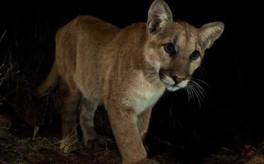 PHOTO: A juvenile mountain lion in the Santa Monica Mountains near Malibu Creek State Park. A wildlife crossing has been proposed along the 101 freeway near Agoura Hills, where the route crosses a major wildlife corridor between the Simi Hills and Santa Monica Mountains. Photo credit: National Park Service.