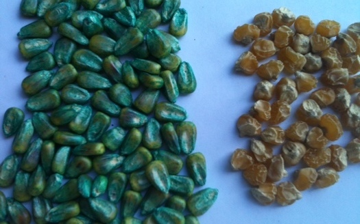 PHOTO: In his presentations about crop science, Ray Seidler shows people two types of corn seed. The yellow seed is conventional; the blue is genetically engineered, and coated with chemical pesticides. Photo courtesy of Seidler.