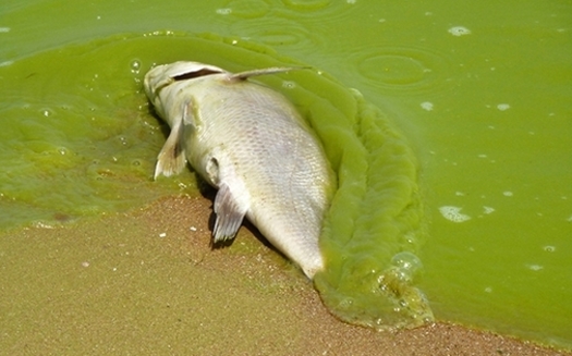 PHOTO: Some experts say harmful algae blooms in Lake Erie are spurred by climate change and some outdoor groups in Ohio are supporting the EPA's efforts to reduce carbon pollution linked to climate change. Photo credit: Tom Archer/Flickr.