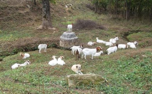PHOTO: These goats (and a canine friend) are taking a break on a big job. Wells Farm rents them out to help eradicate invasive kudzu on protected lands. Photo courtesy of Pacolet Area Conservancy.