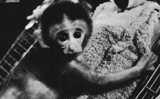 PHOTO: The Animal Legal Defense Fund (ALDF) has filed a lawsuit against the University of WisconsinMadison over what the group claims is lack of transparency regarding its planned testing of baby primates. Photo courtesy of the Animal Legal Defense Fund.