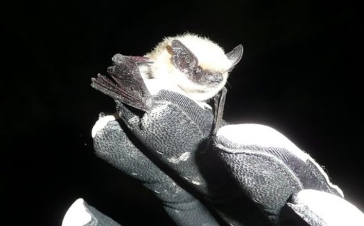 PHOTO: Bats are helpful to Utah farmers and people in general, despite being a mainstay among the Halloween creatures that may cause fear in some people. Photo courtesy of the Utah Division of Wildlife Resources.