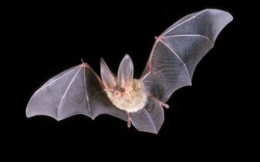 PHOTO: Bats are helpful to New Mexico farmers and people in general, despite being a mainstay among the Halloween creatures that may cause fear in some people. Photo courtesy of the New Mexico Energy, Minerals and Natural Resources Department.