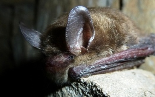PHOTO: Halloween wraps up National Bat Week. The northern long-eared bat, found in Arkansas, has been proposed for an Endangered Species Act listing. Credit: StevenThomas/National Park Service