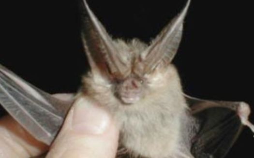 PHOTO: Halloween wraps up National Bat Week. The Townsend's big-eared bat is one of 15 species that live in Washington, and almost all are suffering population loss. Photo courtesy of BLM. 