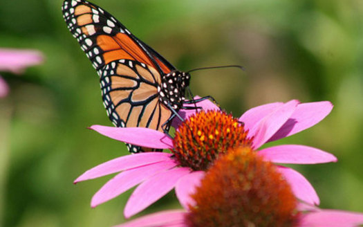 Photo: The number of monarch butterflies migrating through Florida are decreasing, according to conservationists. Photo credit: U.S. Fish and Wildlife Service.