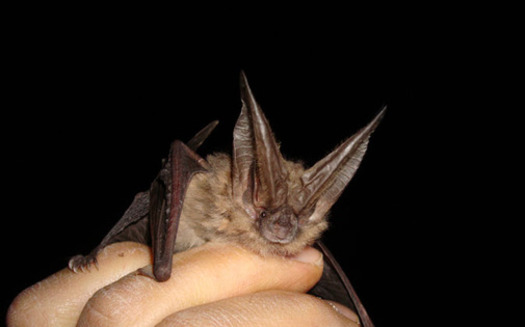 PHOTO: Bats are helpful to Nevada farmers and people in general, despite being a mainstay among the Halloween creatures that may cause fear in some people. Photo courtesy of the U.S. Department of the Interior.