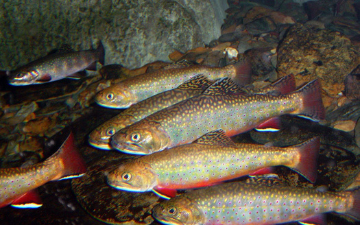 PHOTO: Worried about losses to wildlife, including brook trout now gone from a third of their former homes in Appalachia's cold-water streams, outdoor groups are backing EPA limits on greenhouse gasses. Picture of native brook trout from the U.S. Fish and Wildlife Service.