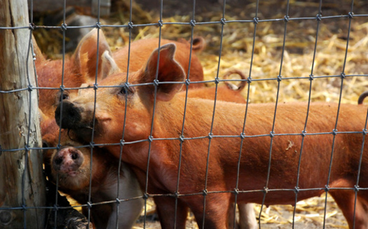 PHOTO: Three groups are suing the FDA over their approval of new combinations of growth-enhancing drugs to be administered to millions of animals raised for food, including pigs. Photo credit: penywise/morguefile.