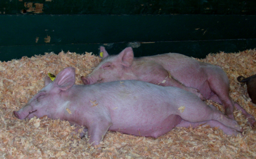 PHOTO: Three groups are suing the FDA over their approval of new combinations of growth-enhancing drugs to be administered to millions of animals raised for food, including pigs. Photo credit penywise/morguefile.
