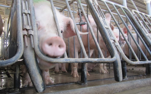PHOTO: Three groups are suing the FDA over their approval of new combinations of growth enhancing drugs to be administered to millions of animals raised for food, including pigs. Photo courtesy Humane Society of the United States.