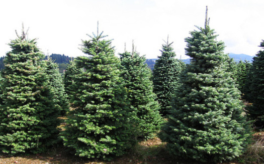 PHOTO: When it comes to Christmas trees, the trend in recent years has been an uptick in folks choosing 