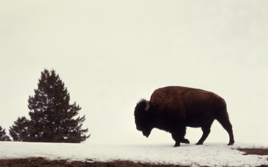 PHOTO: It's the last day for Montanans to add their thoughts to the latest alternative for the year-round bison habitat plan. Photo courtesy of National Park Service.