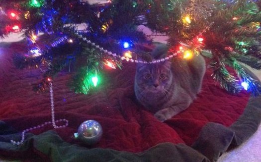 PHOTO: From the Christmas tree, to the tinsel, to a houseful of guests, the holidays pose many potential dangers for curious pets, so their owners are advised to take some simple precautions to keep them safe. Photo credit: M. Shand