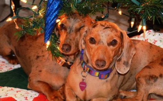 PHOTO: From the Christmas tree, to the tinsel, to a houseful of guests, the holidays pose many potential dangers for curious pets, so their owners are advised to take some simple precautions to keep them safe. Photo credit: Amy Schneider.