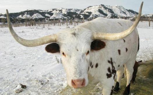 PHOTO: Theodore Roosevelt National Park maintains a small group of longhorn steers in the North Unit as a historic demonstration herd. Park fees are likely to be going up in 2015. Photo courtesy of Theodore Roosevelt National Park.