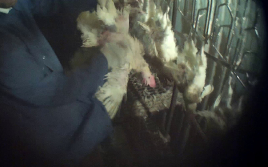 PHOTO: An undercover investigation by the Humane Society of the United States at a Minnesota slaughterhouse uncovered alleged abuse of 