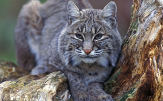 PHOTO: The Idaho Conservation League is exploring ways to protect pets and non-target species getting caught in traps. Trapping has become more popular in Idaho because of demand for fur from Asia, with bobcat pelts bringing around $400. Photo courtesy U.S. Fish and Wildlife Service.