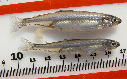 PHOTO: They may be tiny, but California's Delta smelt proved to be important enough that the case for protecting them made it all the way to the U.S. Supreme Court. Photo courtesy U.S. Fish and Wildlife Service.