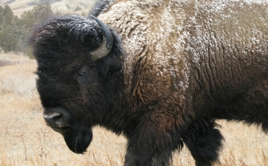 PHOTO: A new poll, conducted by Tulchin Research and sponsored by Defenders of Wildlife, shows that Montanans strongly support efforts to restore wild bison. Photo courtesy of National Park Service.