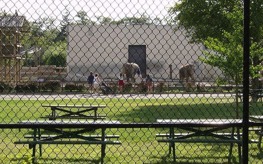 PHOTO: Ruth and Emily, elephants at New Bedfords Buttonwood Park Zoo in this 2006 photo, are at the center of continuing claims of abuse leveled by an animal-rights organization. Photo credit: LGagnon/Wikimedia Commons