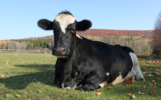 PHOTO: Taxpayer-funded farm animal abuse is at the center of public outrage, and an investigation regarding what has been happening at a USDA Meat Research Center in Nebraska. Photo credit: Farm Sanctuary.