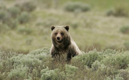 PHOTO: Federal approval for the killing of up to 15 grizzly bears in two areas of northwestern Wyoming is going too far, according to a planned lawsuit to protect the grizzlies. Photo courtesy of the National Park Service.