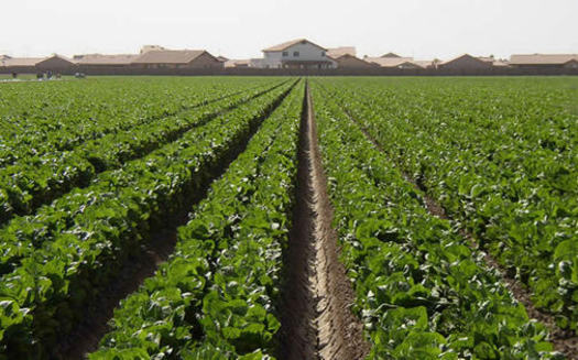 Photo: A new program from USDA could help more people in Arizona and around the nation get into farming. Photo courtesy Arizona Department of Water Resources.
