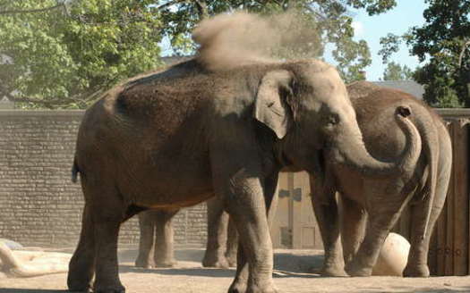 PHOTO: Elephants at the Buffalo Zoo, here in a 2007 photo, are among those in three New York zoos on this year's 'Ten Worst Zoos for Elephants' list released by an animal-rights group. Photo credit: amerune/Flickr.com.