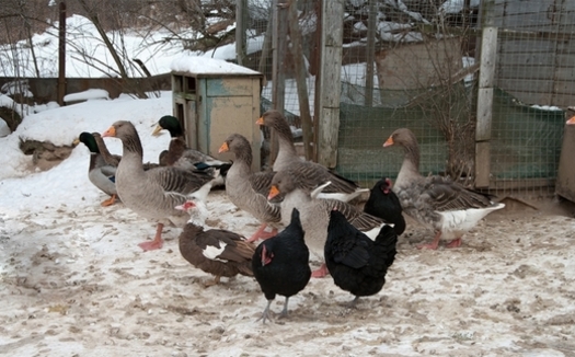 PHOTO: The Washington State Department of Agriculture says the avian influenza outbreaks it has found so far have been concentrated in flocks where wild birds and domesticated chickens mingle. Photo credit: kromeshnik/FeaturePics.com.