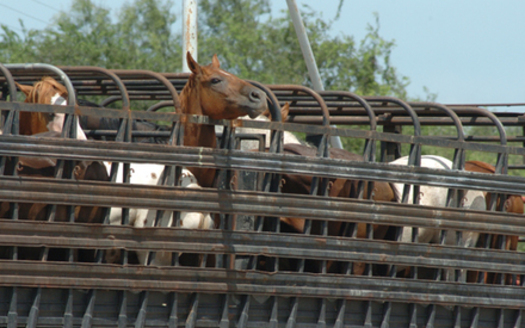 PHOTO: The Humane Society of the United States wants Congress to ban the sale and transportation of horses abroad for human consumption such as these being moved into Mexico. Photo courtesy Kathy Milani/The HSUS.