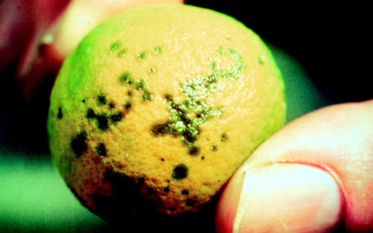 PHOTO: Citrus fruit infected with canker is too unsightly to be sold, and the bacterium that causes it weakens the trees and makes their leaves and fruit drop prematurely. Photo courtesy of  http://www.aphis.usda.gov