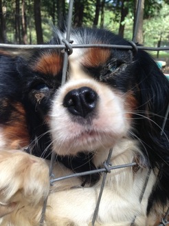 PHOTO: The dog pictured here was found at a farm owned by an American Kennel Club 