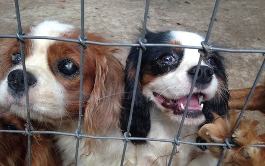 PHOTO: The dogs pictured here were found at a farm owned by an American Kennel Club 