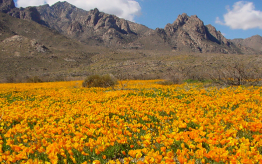 PHOTO: A new report says more Americans are retiring to communities in the West, like Las Cruces, that are home to protected public lands, such as the Organ Mountains-Desert Peaks National Monument. Photo courtesy of U.S. Fish and Wildlife Service.