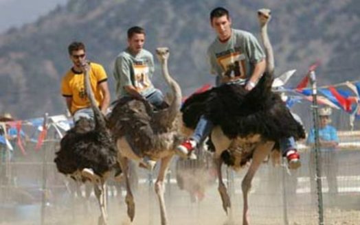 PHOTO: Cruel or fun? Protesters at this weekend's annual Chandler Chamber Ostrich Festival say they believe the ostrich races are harmful to the animals and dangerous for human riders. Photo courtesy Chandler Chamber of Commerce.