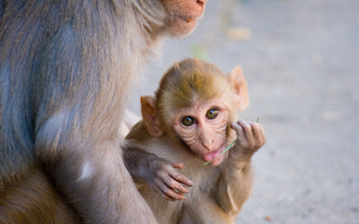 PHOTO: The alleged secrecy behind a proposed monkey breeding facility has some residents of Hendry County concerned for public safety. A lawsuit filed by residents who claim they were left out of the decision-making process is now moving forward. Photo Credit: Garret Ziegler.