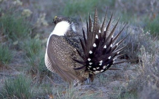 PHOTO: Efforts involving ranchers, conservationists and government agencies continue in Nevada and other Western states to improve enough habitat to avoid having the sage-grouse listed as a threatened or endangered species. Photo credit National Park Service.