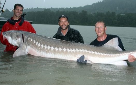 PHOTO: Without help from humans, monster fish such as the white sturgeon face the possibility of extinction, according to Zeb Hogan, a conservation biologist at the University of Nevada - Reno. Photo courtesy of Zeb Hogan, University of Nevada-Reno.