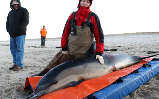 PHOTO: Hundreds of marine mammals are stranded on beaches in Massachusetts and around the country, and groups are asking Congress to restore critical funding to rescue them. Photo credit:  J. Cumes/Int'l. Fund for Animal Welfare 