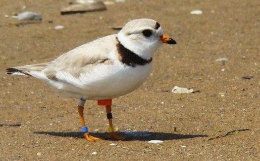 PHOTO: Thanks to a concerted recovery effort, experts now are optimistic about the future of the piping plover, birds who make their homes on Great Lakes beaches and are known for their cheerful chirp. Photo credit: Vince Cavalieri, U.S. Fish and Wildlife Service.