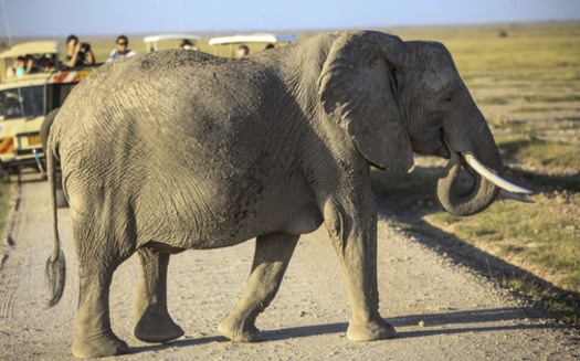 PHOTO: U.S. wildlife agencies and animal rights groups are working to help prevent poaching half a world away. As the African elephant population dwindles, the U.S. plans to strengthen its ban on importing and purchasing ivory. Photo credit: Copyright K. Branon/IFAW; used with permission.