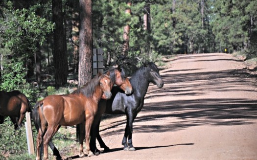 PHOTO: Abandoning horses and some other animals would no longer be a crime in Arizona if Gov. Doug Ducey signs a bill that has passed the House and Senate. Photo credit: U.S. Department of Agriculture