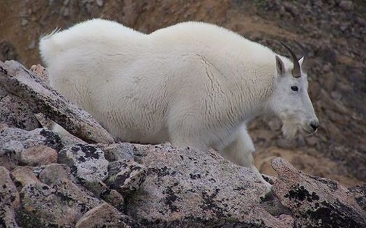 PHOTO: Rising temperatures are threatening the habitat of the American mountain goat, such as this one seen on Colorado's Mount Huron, considered by some to be the greatest mountaineer the peaks have ever known. Photo credit: Robert Shepherd/Wikimedia Commons.