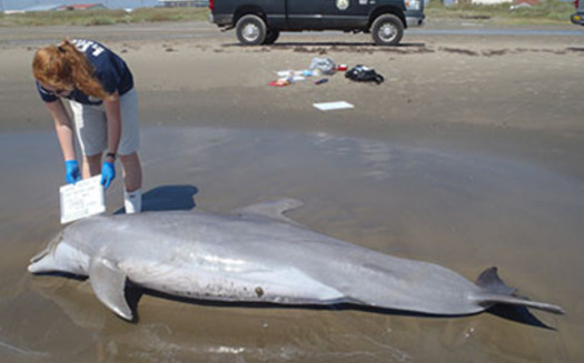 PHOTO: One thousand bottlenose dolphins have been found dead in an area stretching from the Florida Panhandle to the Texas-Louisiana border in the five years since the BP oil spill. Photo Credit: Courtesy Louisiana Department of Wildlife and Fisheries.