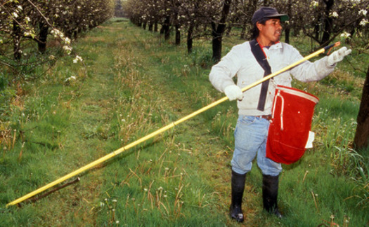 PHOTO: Better treatment of Idaho farmworkers and recognition of their importance in the food system are part of the National Farmworker Awareness campaign. Photo credit: Brian Prechtel, USDA Agricultural Research Service.