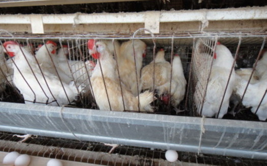 PHOTO: Hilton Worldwide will begin to eliminate the use of cages for egg-laying hens and gestation crates for breeding pigs from its global supply chain. Photo Credit: The Humane Society of the United States.