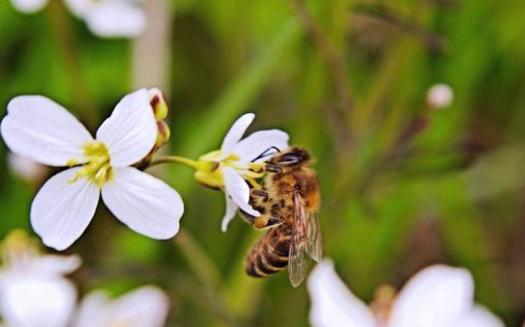 PHOTO: The University of Tennessee Extension estimates Tennessee's bee population has declined by as much as 50 percent in recent years. Photo credit: Butkovicdub/Morguefile.